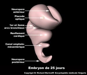 embryon a 3 semaine embryon a 3 semaine