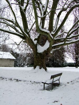 arbre