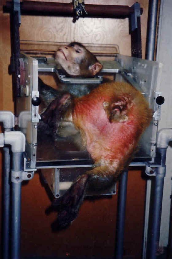 singe-vivisection32.jpg