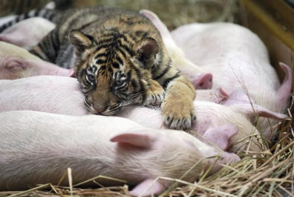 Tigre-eleve-avec-des-cochons--zoo-de-Guangzhou-en-Chine--.jpg