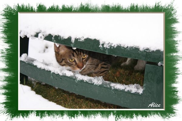 25-Chat-neige-copie-1.jpg