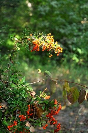 Cannelloni-2b-copie-1.jpg