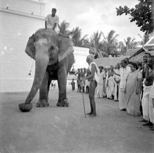 AVEC-L--l-phant.jpg