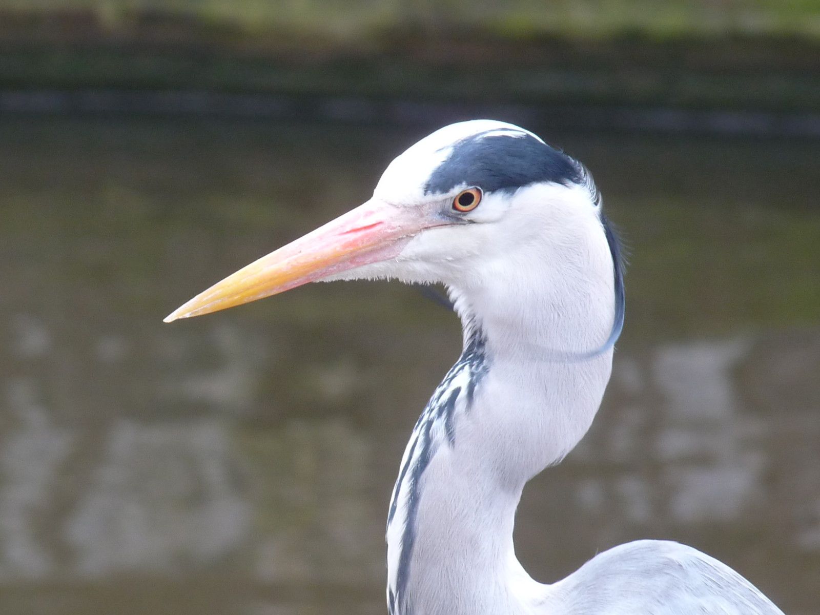 rencontres naturalistes toulouse