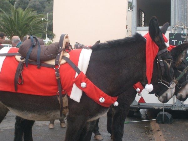 ANE-NOEL.jpg