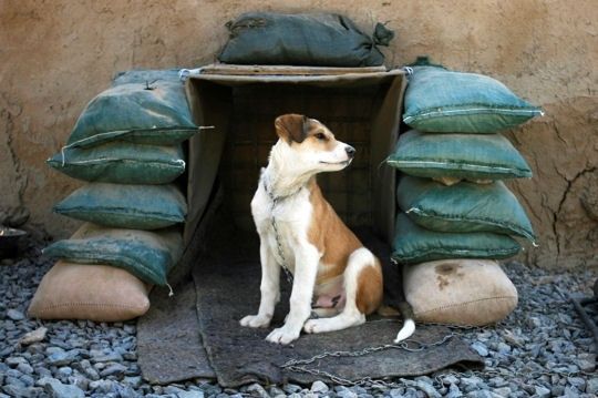 chien