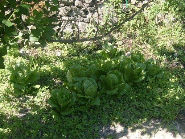 potager3.jpg