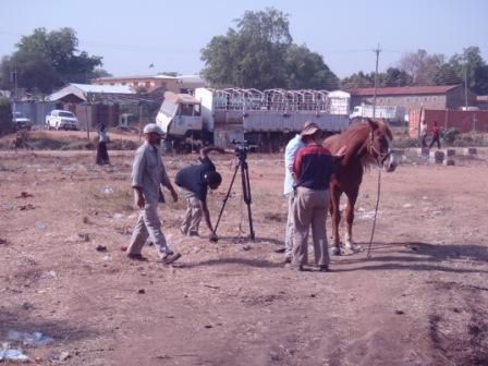 Horses