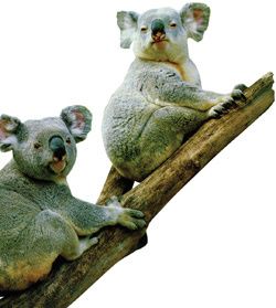 koalas.jpg