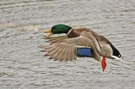 canard-2.jpg