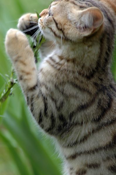 Le chat des villes