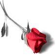 rose-rouge.jpg