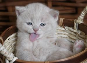 chat-tire-langue.jpg