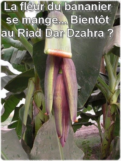 Salade de fleur de bananier (recette créole) La fleur du bananier se mange ?