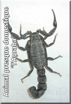 Agraba ou scorpion Agraba ou scorpion