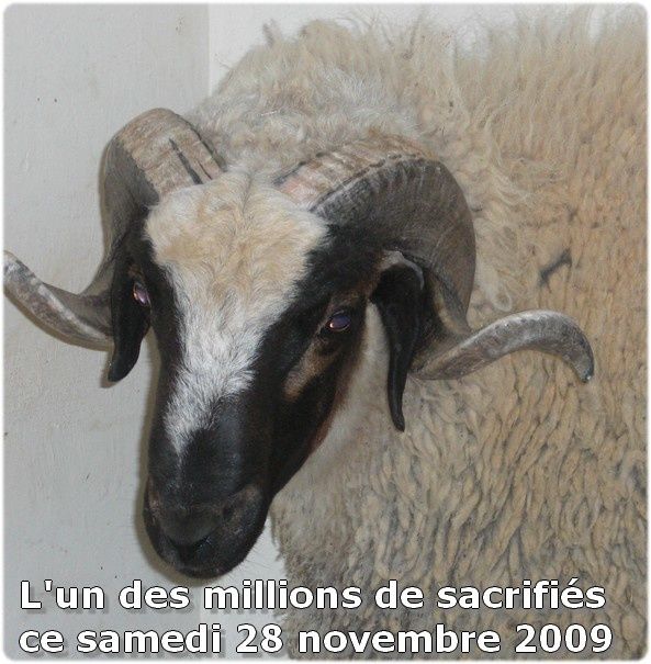 Mouton de L'Aïd El Kébir Mouton de L'Aïd El Kébir