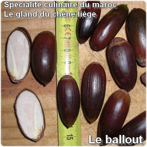 Gland ENORMES Gland ENORMES