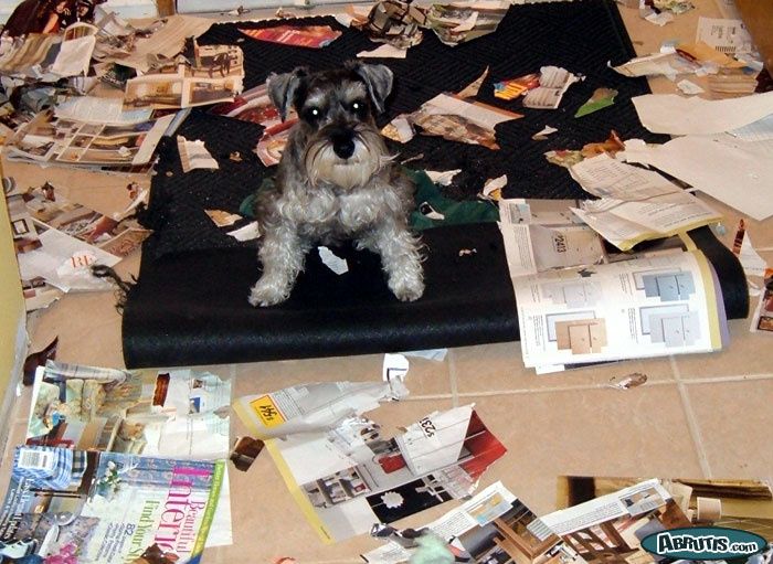 Mon chien détruit tout à la maison : quelques conseils Mon chien détruit tout à la maison : quelques conseils