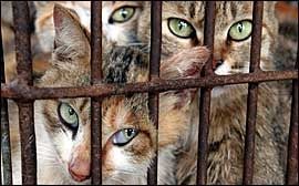 Site de rencontre chat et chien