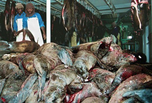 des-centaines-de-phoques-tues-en-namibie-dans-l-usine-de-h.jpeg