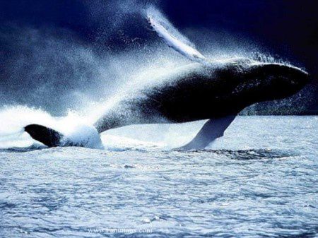 baleine-sautant.jpg