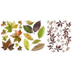 feuilles.jpg