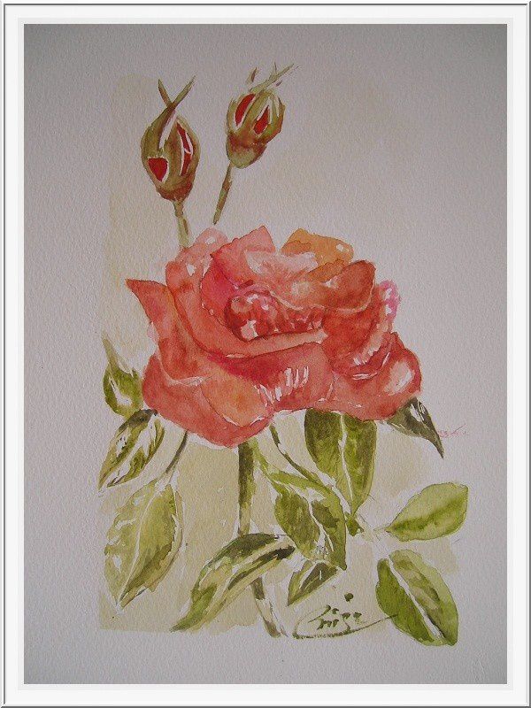 La Rose. aquarelle-copie-1
