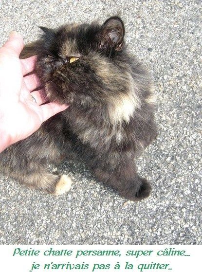Rencontres avec amis des animaux