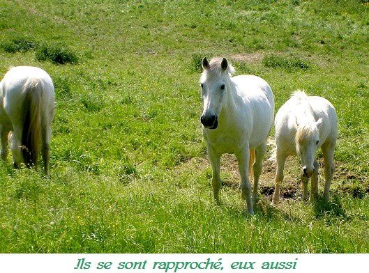 rencontres amoureux des animaux