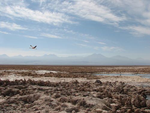 Un flamand rose (Andino) s'envole au dessus du salar Atacama Un flamand s'envole au dessus du salar
