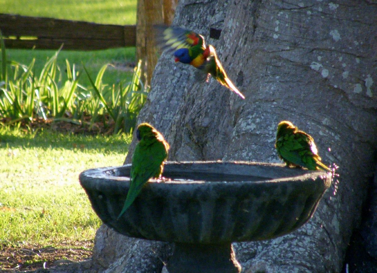 bird bath allpix bird bath allpix