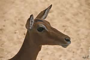 oeil-de-biche.jpg