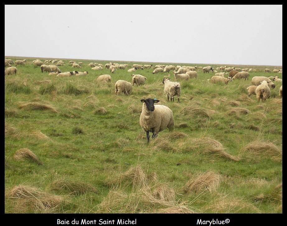 a la rencontre des phoques