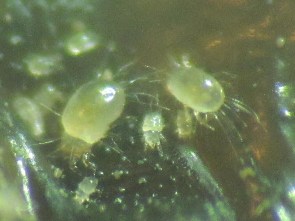 Acheter les parasites dans les capsules