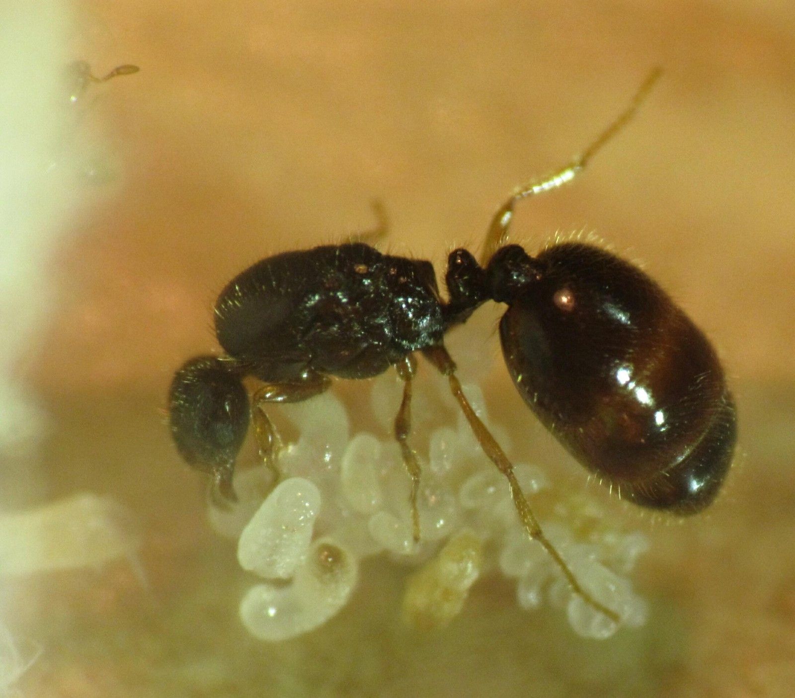 Salle De Bain Marron Et Beige ~ le blog de fourmix blog sur mes levages de fourmis lasius Salle De Bain Marron Et Beige ~ le blog de fourmix blog sur mes levages de fourmis lasius