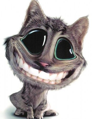 sourire-chat.jpg