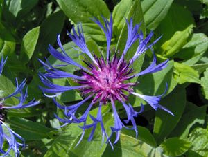 Centaurea blm