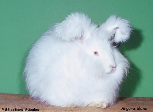 L'élevage du lapin Angora - Basse-cour et volière