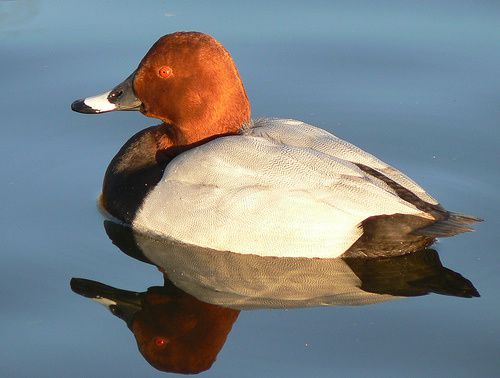 Comment nourrir les canards d'ornement