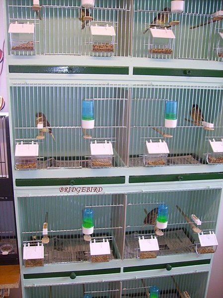 Batterie cages oiseaux