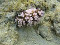 corail branchu