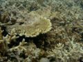 corail tabulaire