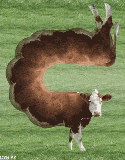 oh_la_vache_gif.gif