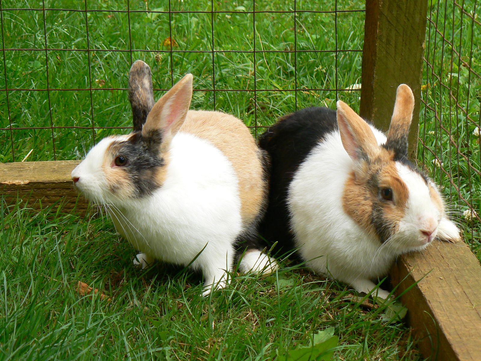 Rencontre entre 2 lapins nains