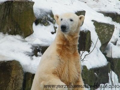Knut20100124 052