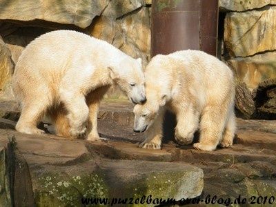 Knut20100323 024