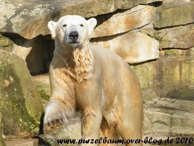 Knut20100325 024