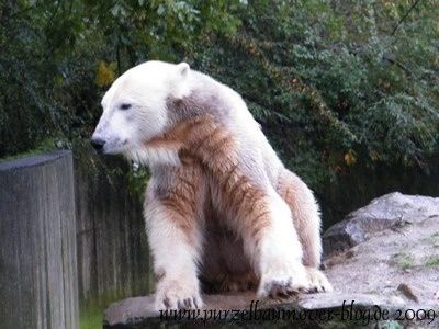 Knut20091008-010.jpg
