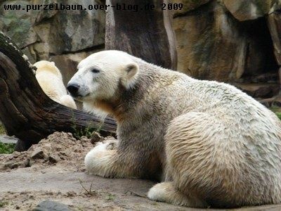 Knut20091012 006