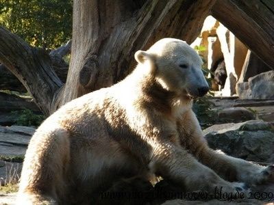 Knut20091013-032.jpg